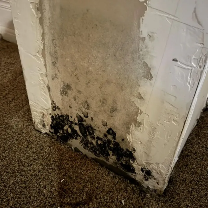 Professional Mold Removal in Mansfield, LA